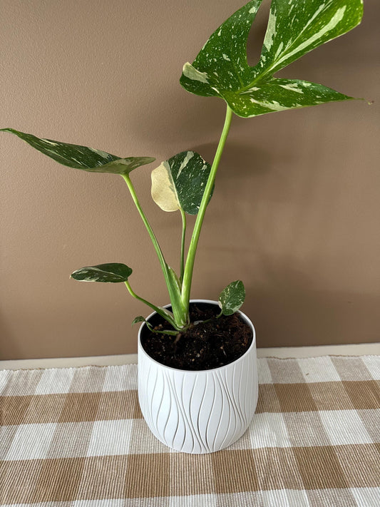 3D Printed PLA Pot Plant Deco